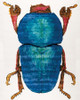 Bug